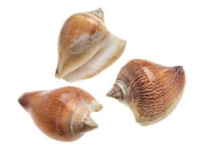 Gliemežvāki 101