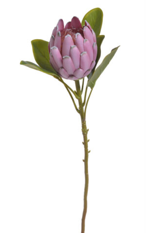 Mākslīgā protea 110-731