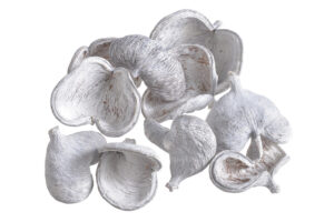 6229fbc7d9524.jpg Badam - eksotiski žāvēti augi 8cm-11cm, 10gab / 200-19