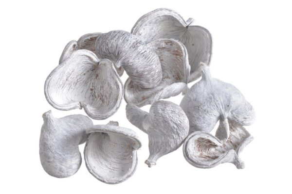 Badam - eksotiski žāvēti augi 8cm-11cm, 10gab / 200-19