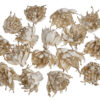 Sausie augi (Shola spike flower) 6 gab / 200-03