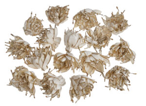 Sausie augi (Shola spike flower) 6 gab / 200-03