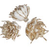 Sausie augi (Shola spike flower) 6 gab / 200-03