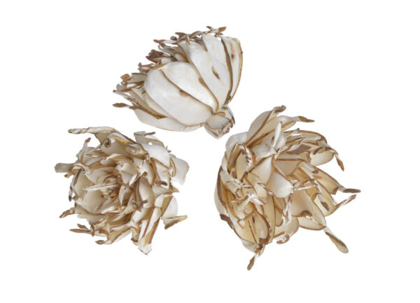 Sausie augi (Shola spike flower) 6 gab / 200-03