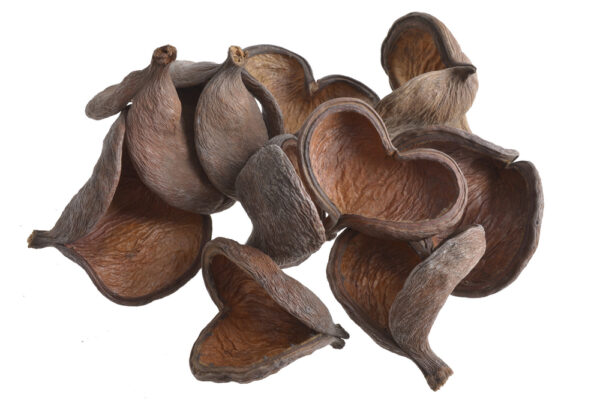 Badam - eksotiski žāvēti augi 8cm-11cm, 10gab / 200-29