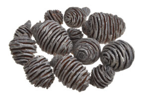 65360e3505c91.jpg Sausie augi - Platyspermum 200 gr / 200-106
